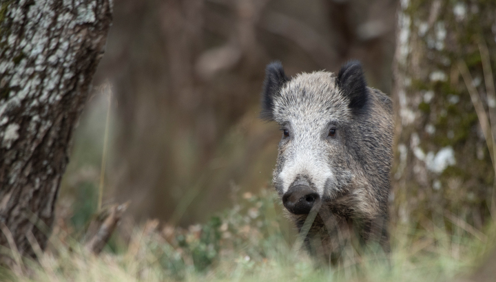Non à l'extension de la période de chasse au sanglier en Charente !